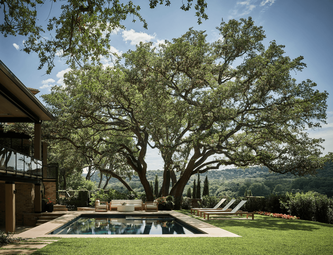 Live Oak Tree