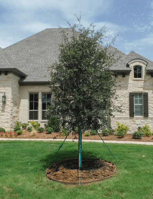 Mature Live Oak trees