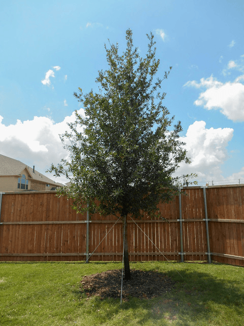 Established Live Oak trees