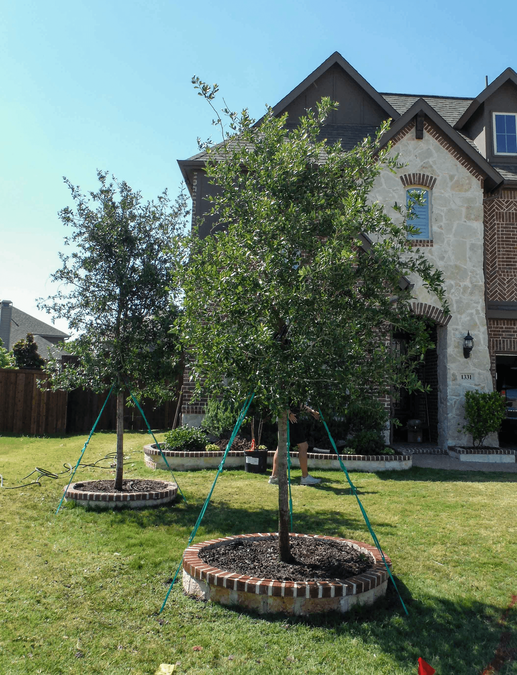 Live Oak tree infront of a house