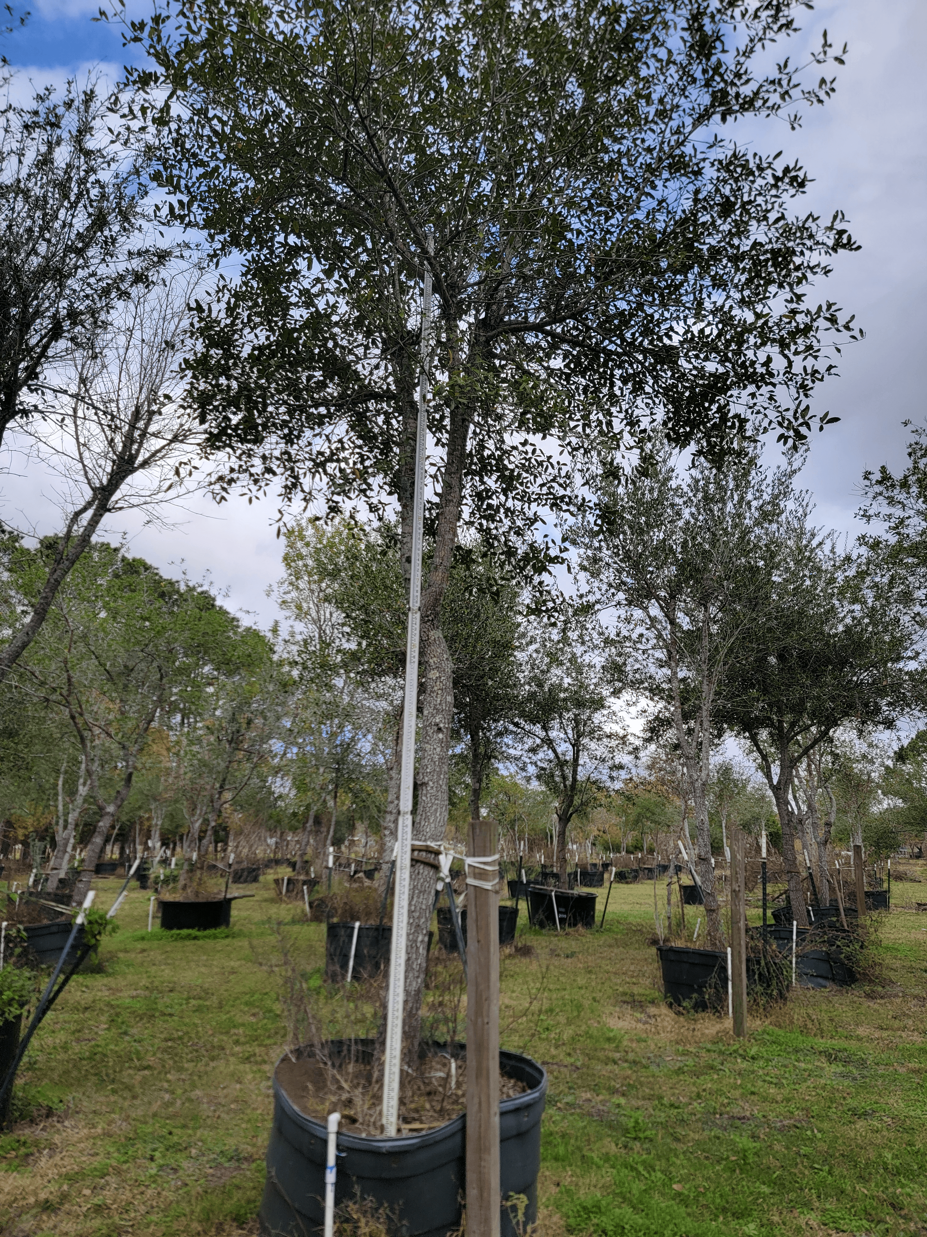 Live Oak trees in nursery