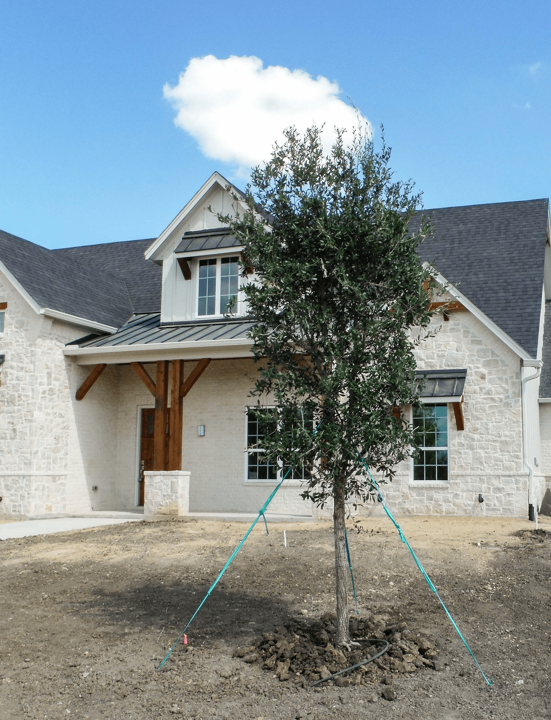 Live Oak tree in a residential yard