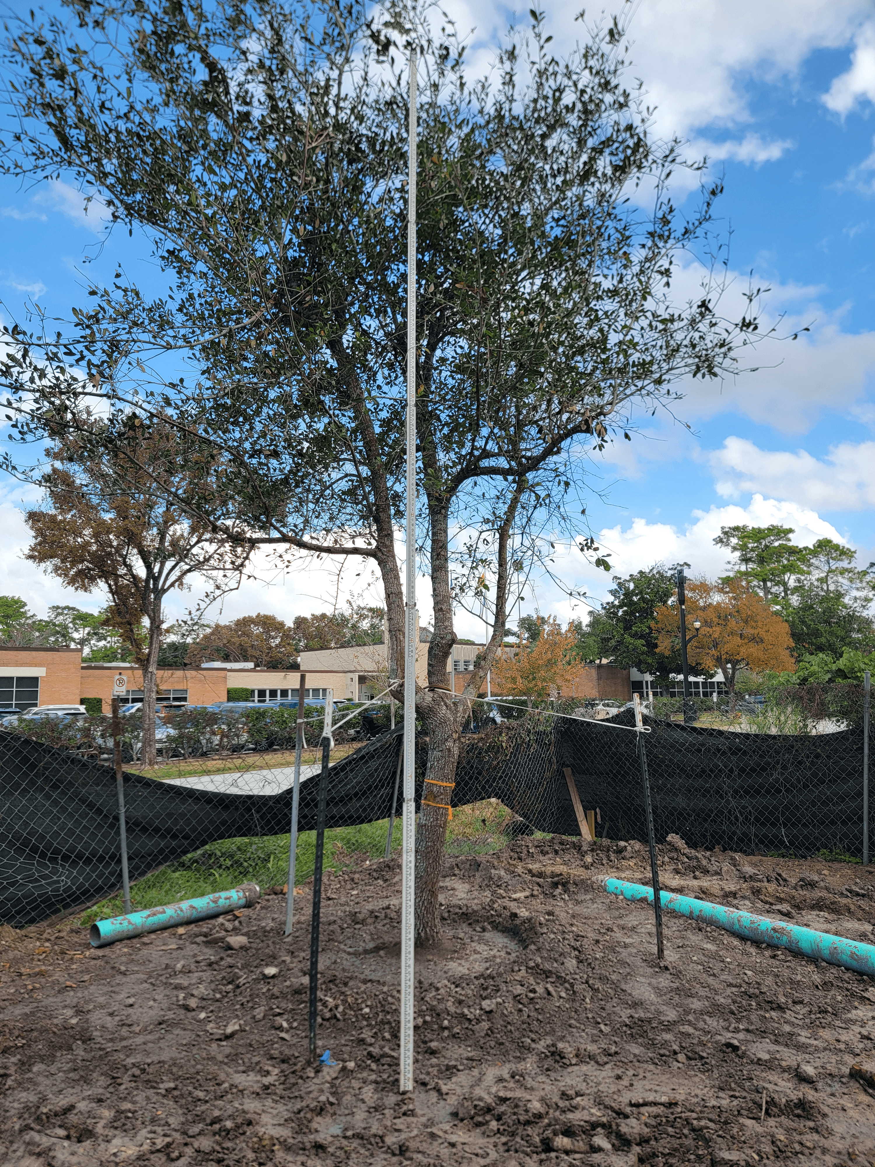 Live Oak tree installation